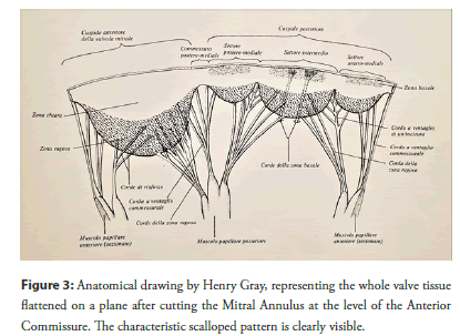 Anterior