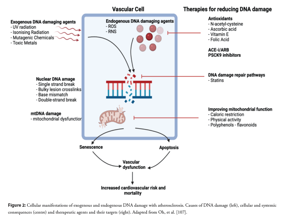 interventional-cardiology-atherosclerosis