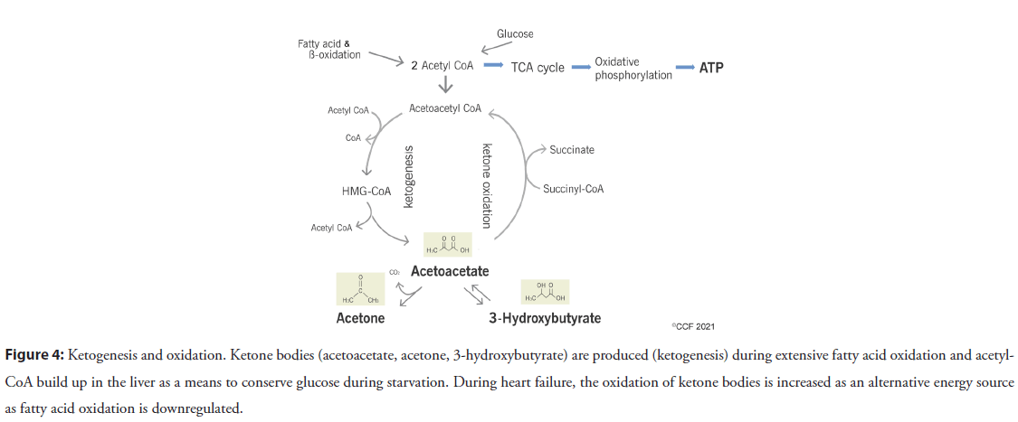 interventional-cardiology-downregulated