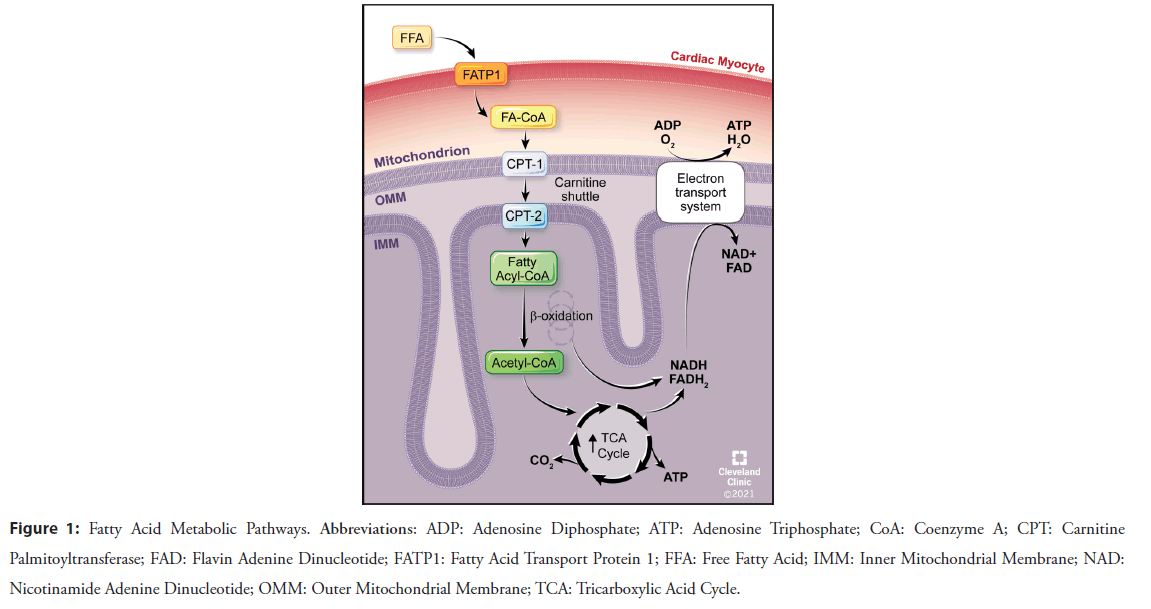 interventional-cardiology-protein