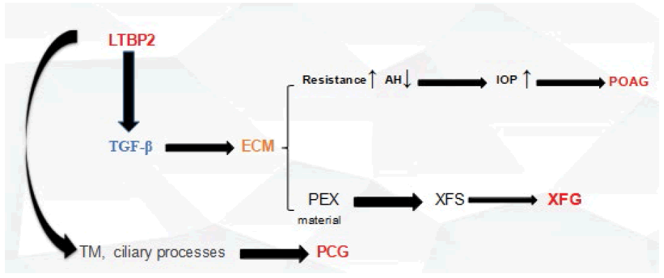 fmci-PCG
