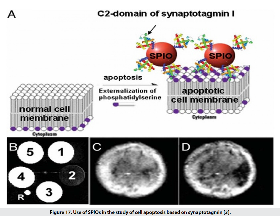 imaging-medicine-synaptotagmin