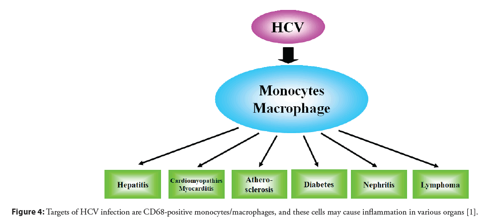 interventional-cardiology-inflammation