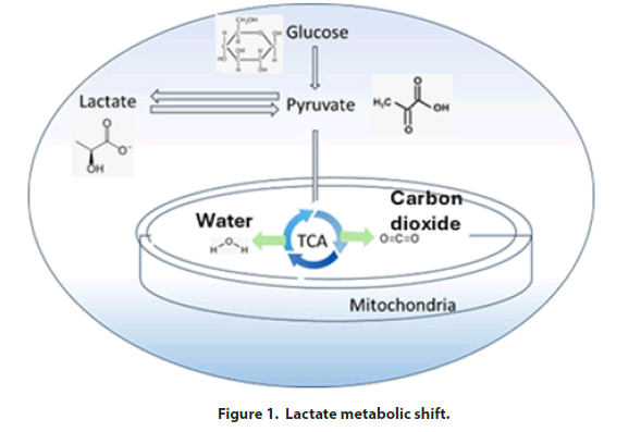 fmpb-Lactate