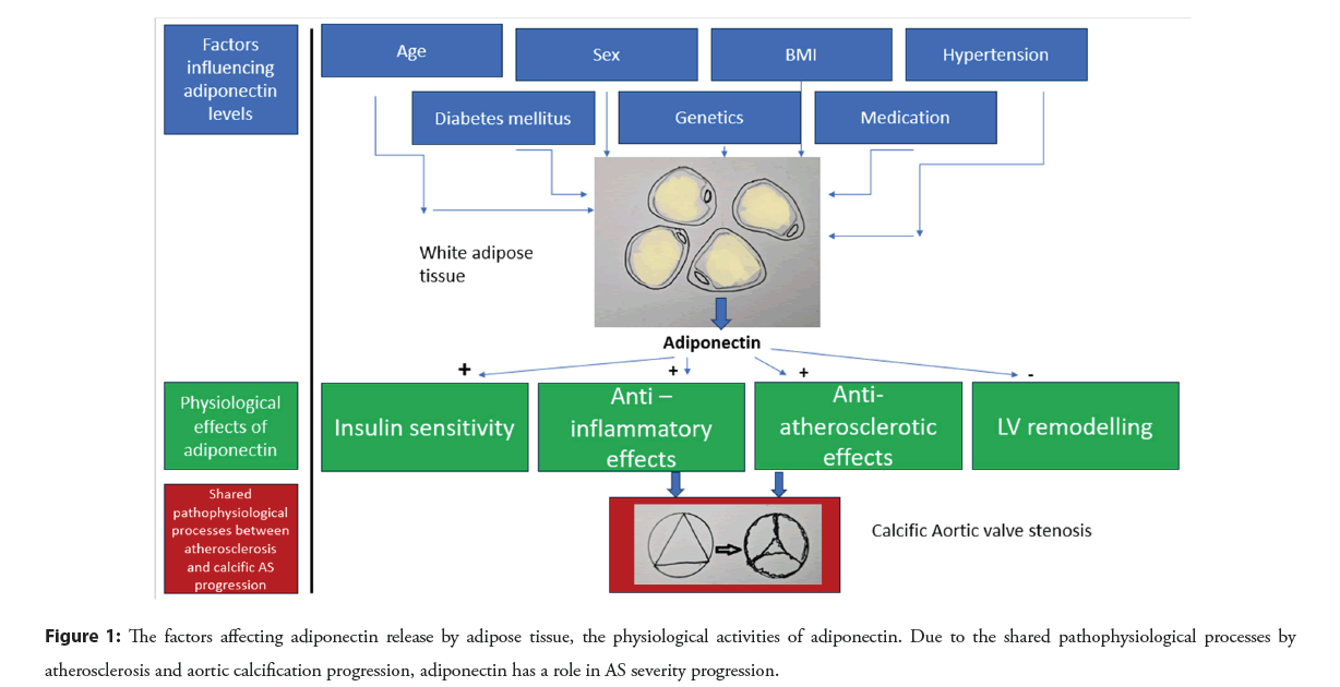 interventional-cardiology-adipose