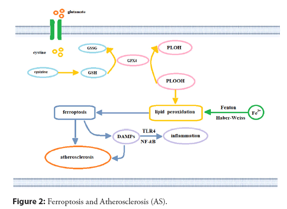 interventional-cardiology-ferroptosis