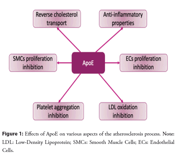 interventional-cardiology-lipoprotein