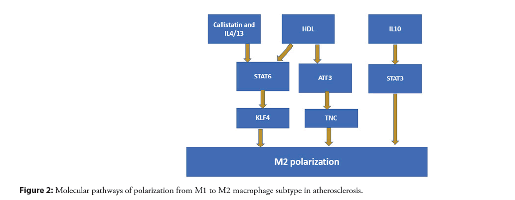 interventional-cardiology-macrophage
