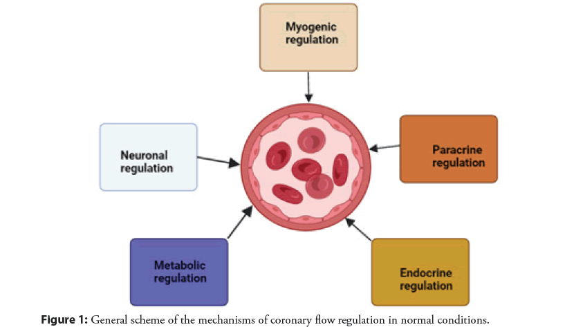 interventional-cardiology-mechanisms