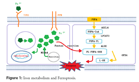 interventional-cardiology-metabolism