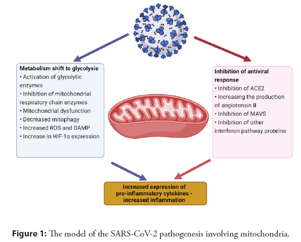 interventional-cardiology-pathogenesis