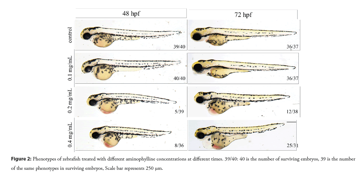 interventional-cardiology-zebrafish