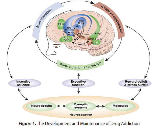 pharmaceutical-toxicology-Development