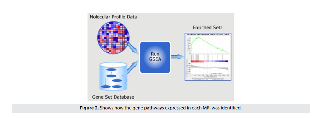 Imaging-Med-gene-pathways