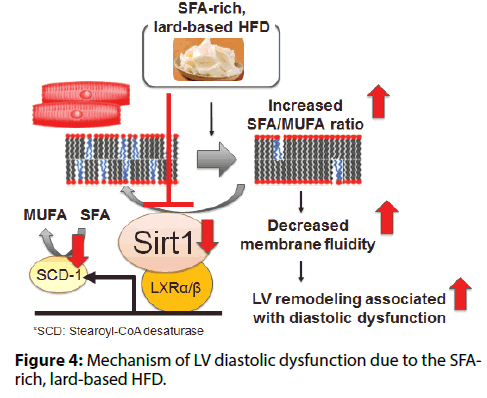 Interventional-Cardiology-diastolic