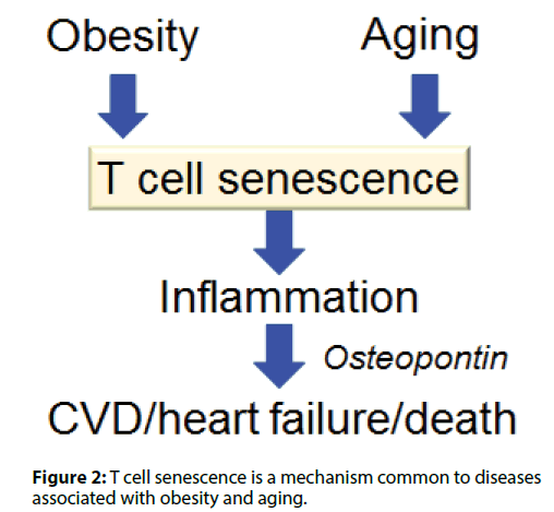 Interventional-Cardiology-mechanism