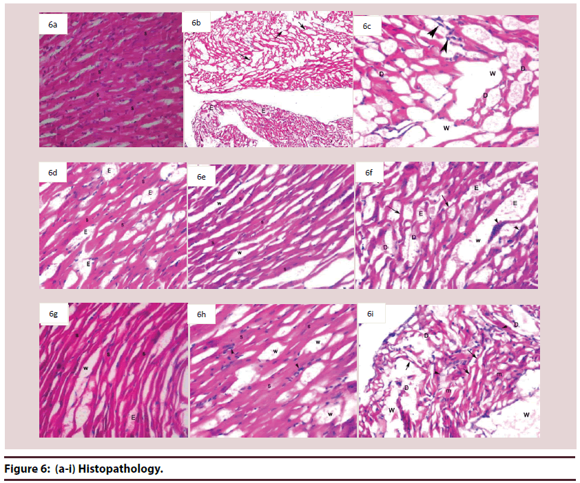 biochemistry-research-Histopathology