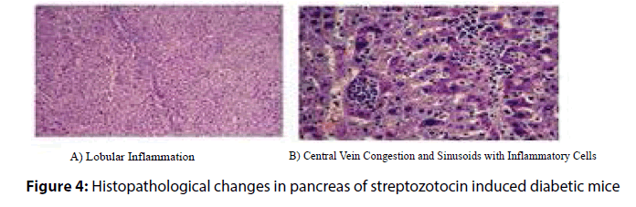 clinical-investigation-diabetic-mice