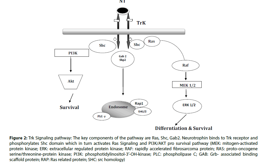 clinical-investigation-neurotrophins-binds