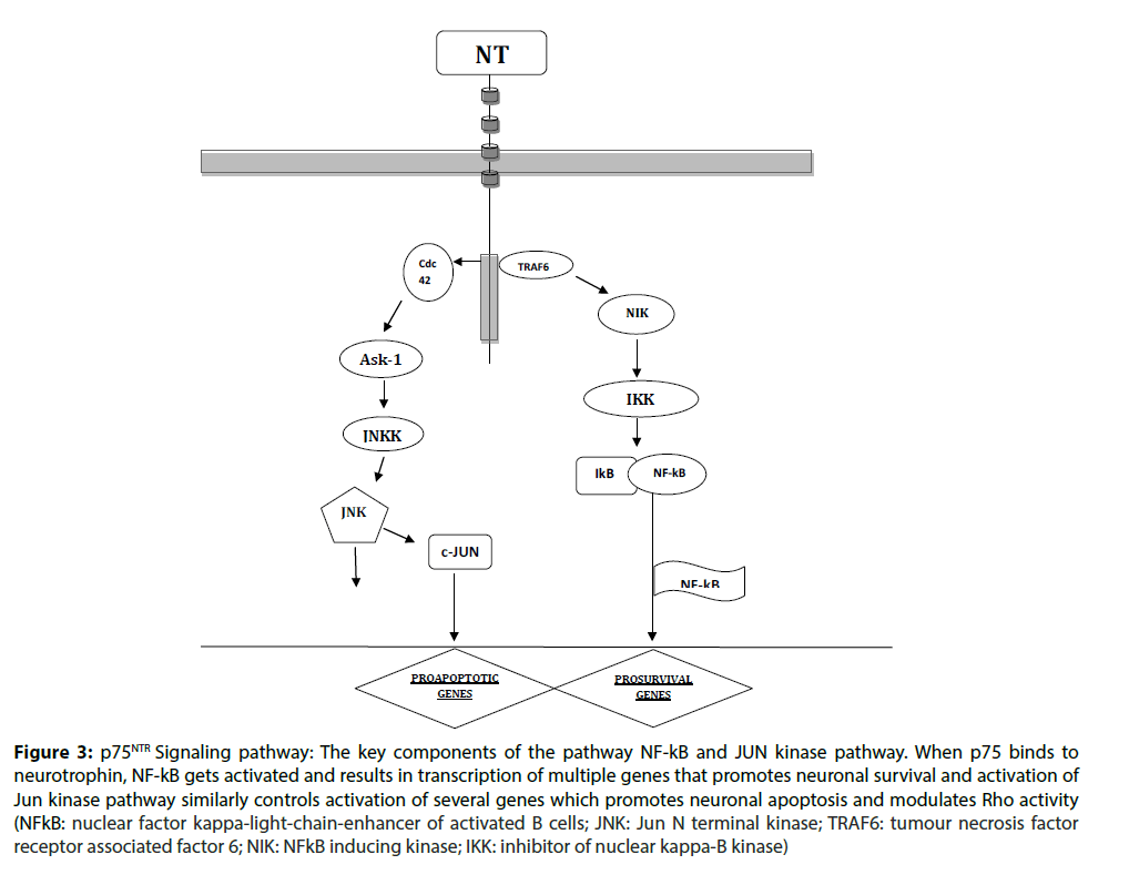 clinical-investigation-neurotrophins-binds