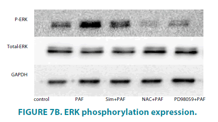clinical-practice-ERK-phosphorylation