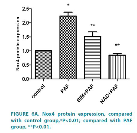 clinical-practice-Nox4-protein-expression