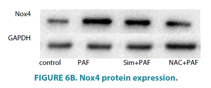 clinical-practice-Nox4-protein-expression