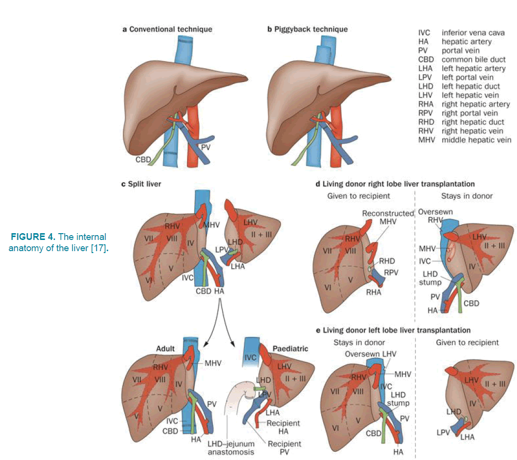 clinical-practice-anatomy