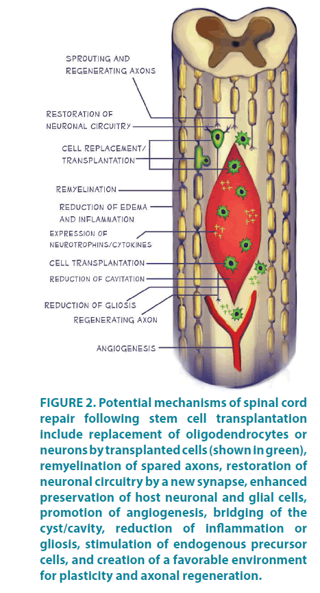 clinical-practice-axonal-regeneration