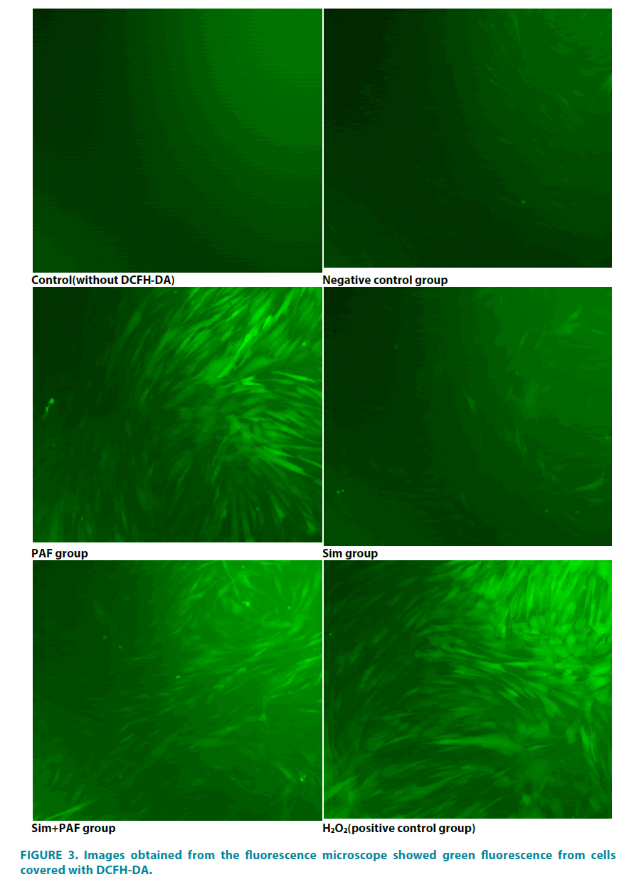 clinical-practice-fluorescence-microscope