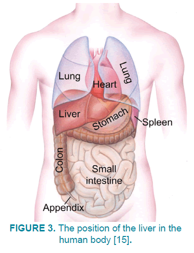 clinical-practice-human-body