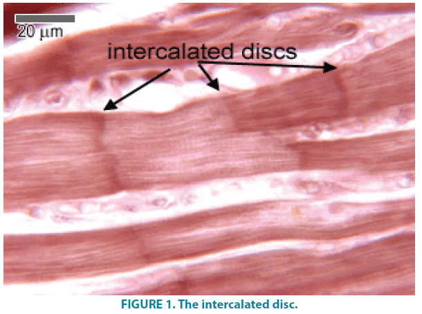 clinical-practice-intercalated