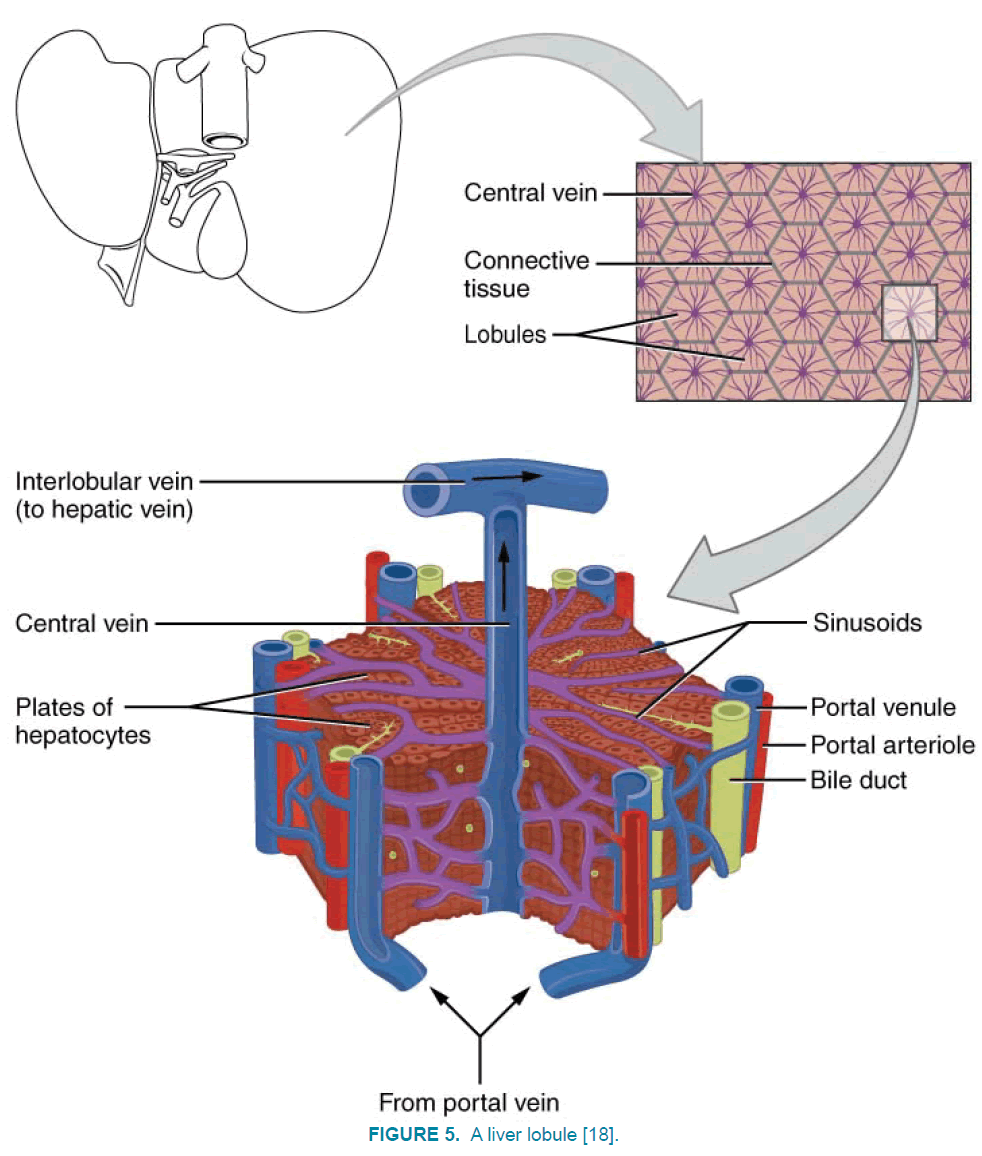 clinical-practice-liver-lobule