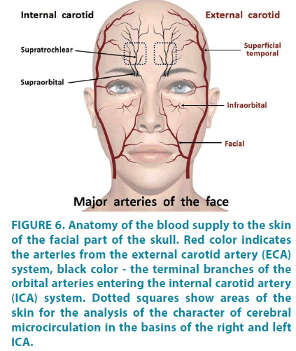 clinical-practice-skin-blood-supply