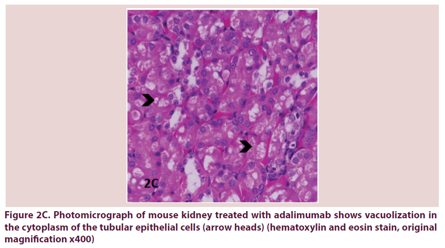 clinical-rheumatology-eosin-stain