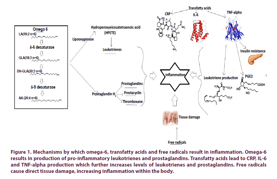 clinical-rheumatology-omega-transfatty