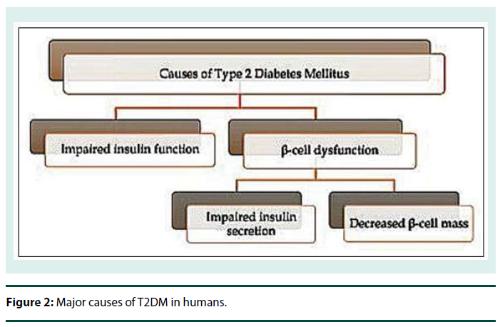 diabetes-management-Major-causes-T2DM