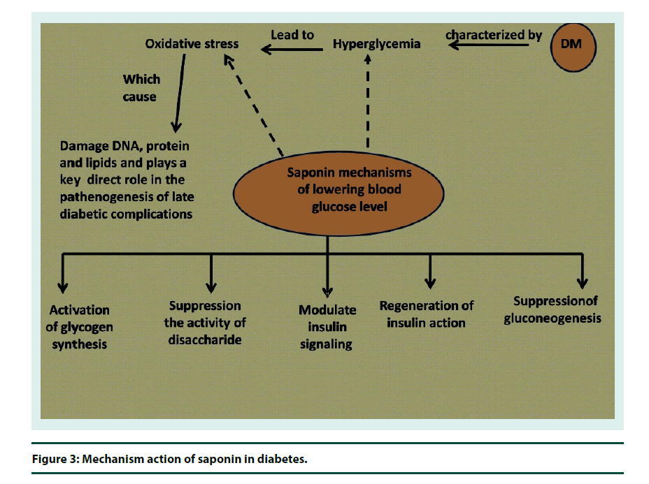 diabetes-management-Mechanism-action