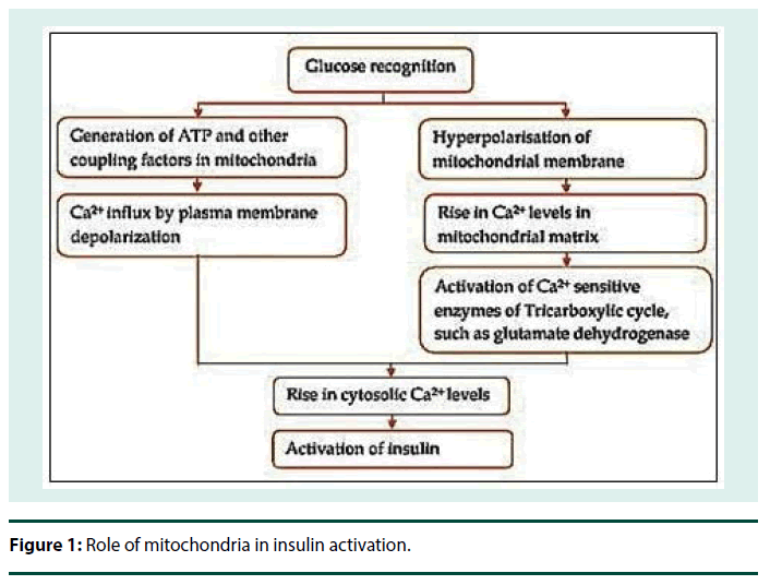 diabetes-management-Role-mitochondria-insulin