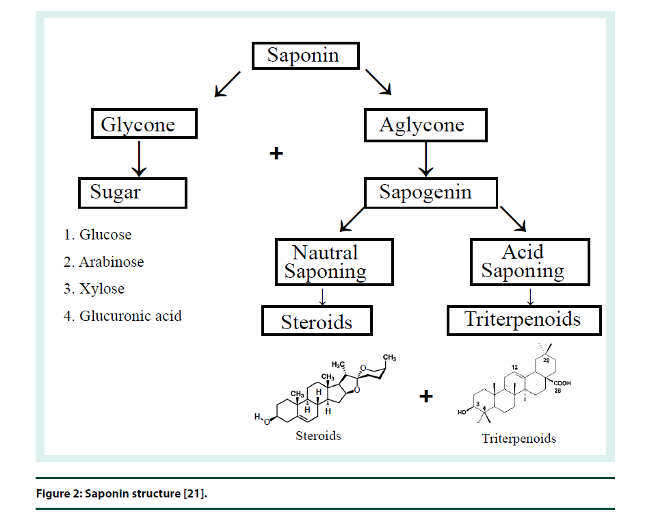 diabetes-management-Saponin-structure