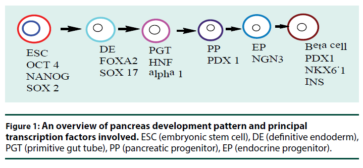 diabetes-management-pancreas-development