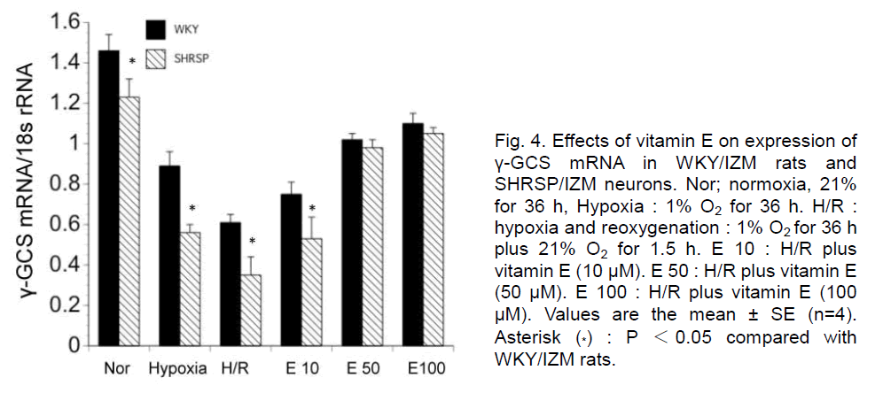 experimental-stroke-WKY-IZM-rats