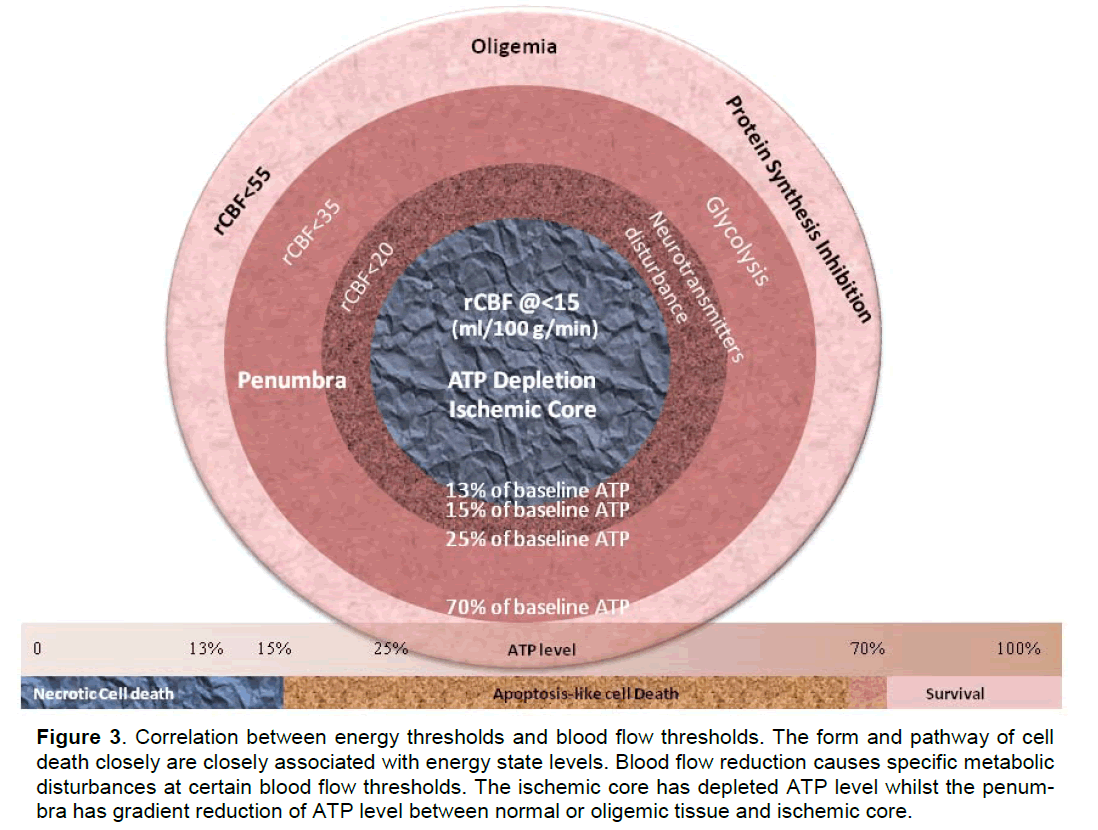 experimental-stroke-blood-flow-thresholds