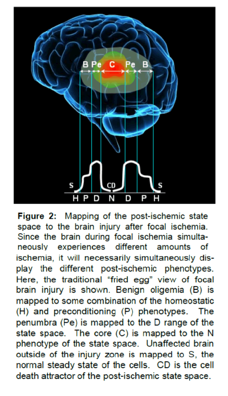 experimental-stroke-brain-injury