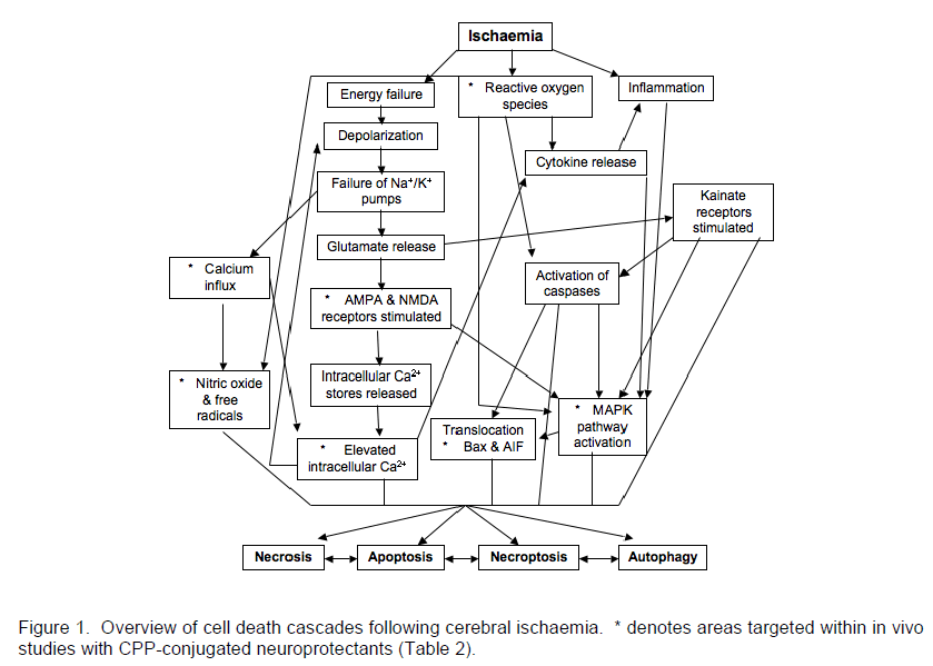 experimental-stroke-cerebral-ischaemia