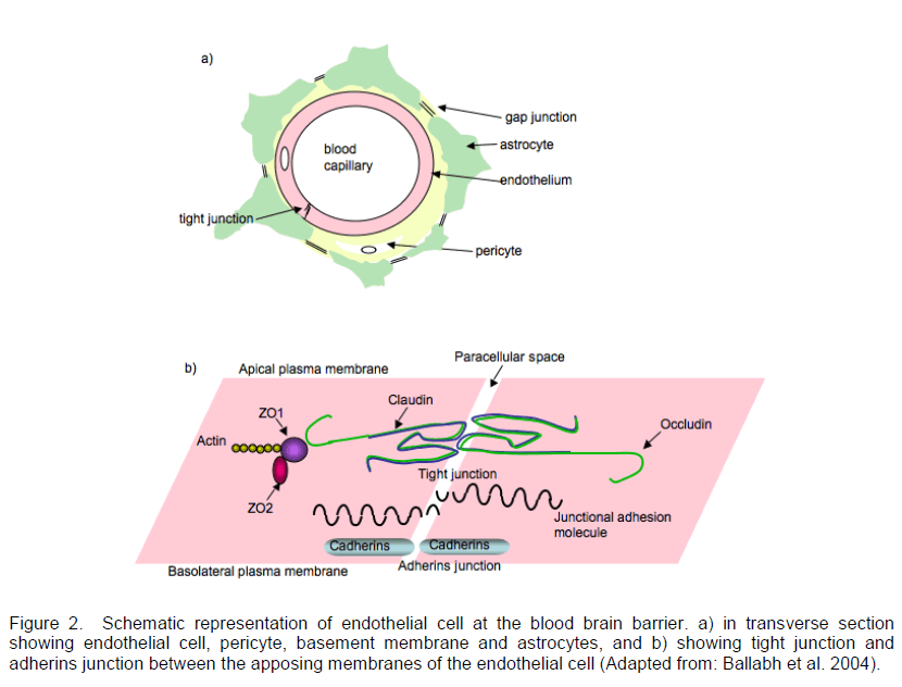 experimental-stroke-endothelial-cell