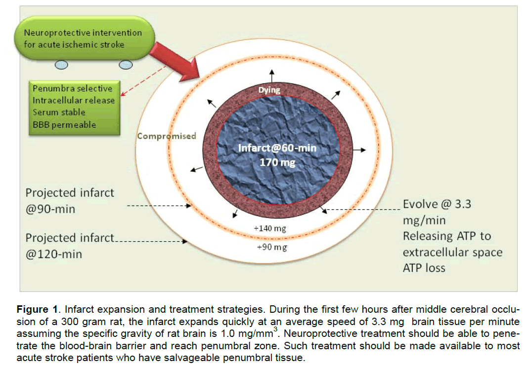 experimental-stroke-infarct-expands-