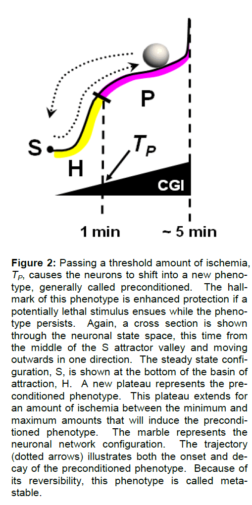 experimental-stroke-lethal-stimulus-ensues