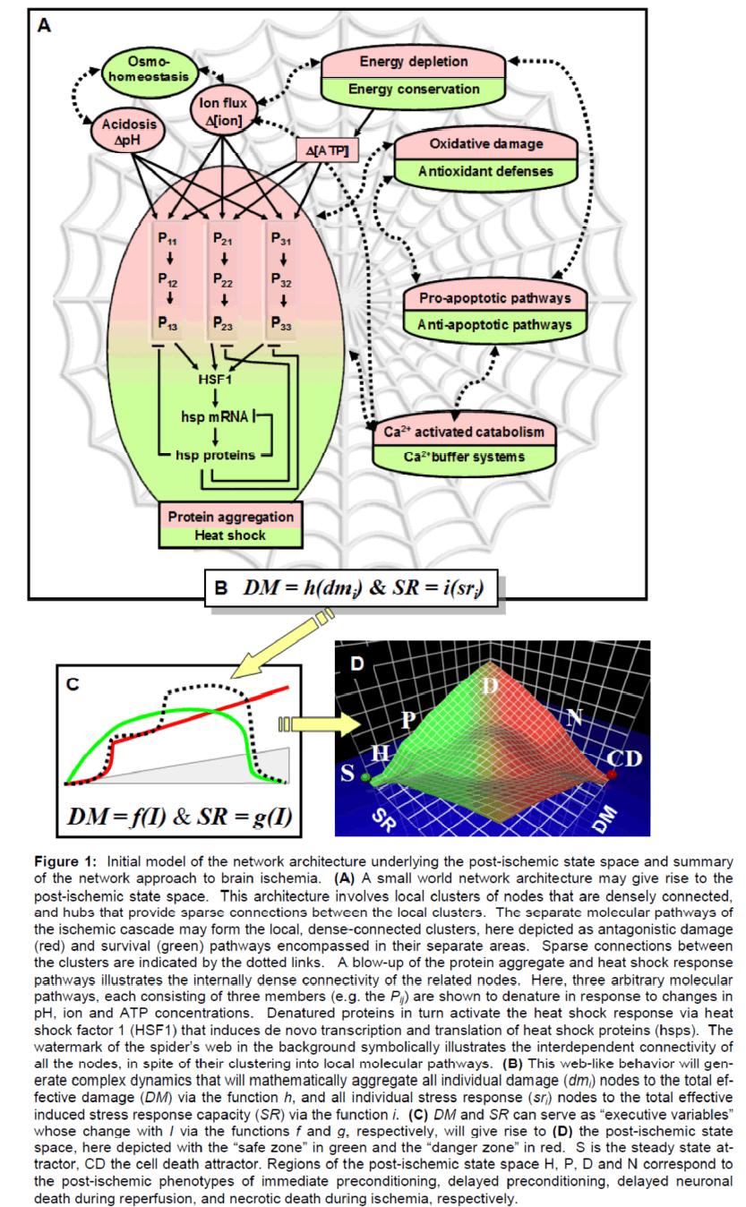 experimental-stroke-network-architecture