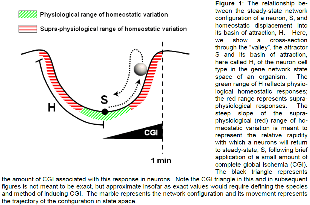 experimental-stroke-response-neurons